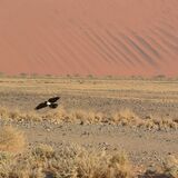 Pied Crow (Corvus Albus)