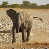 African Bush Elephant (Loxodonta africana)