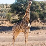 Giraffe (Giraffa camelopardalis)
