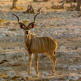 Great Kudu (Tragelaphus strepsiceros)