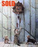 Cuckoo Kitty #2