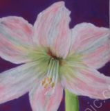 Amaryllis