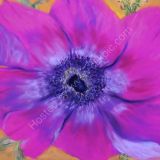 Magenta Anemone