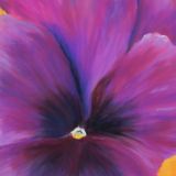 Purple Pansy