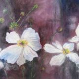 White Anemones