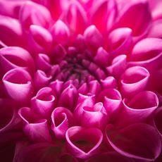 Cerise dahila