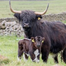 Black Coo and calf
