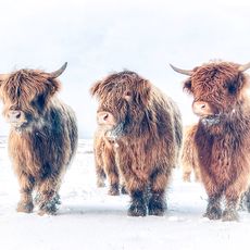 Coos in the snow