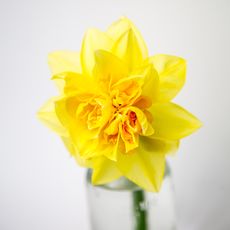 Daff1