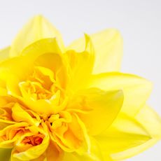Daff2