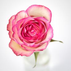 Rose in vase
