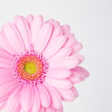 Gerbera