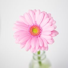 Gerbera in vase