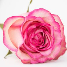 Pink Rose