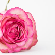 Pink rose 1