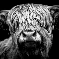 Highland Coo's