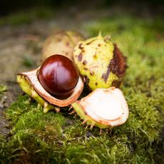 Conkers