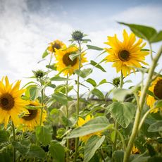 Sunflowers