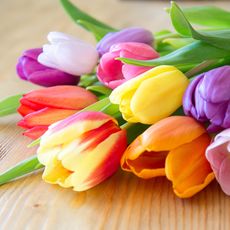 Tulips