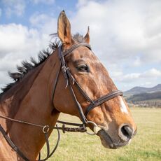 Horse - JW