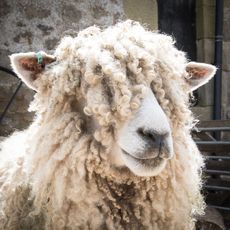 Woolly Sheep