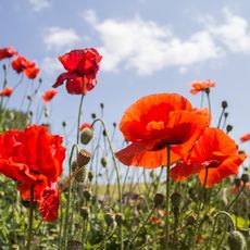Poppies