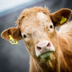 Cow 57
