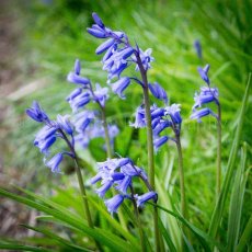 Bluebells
