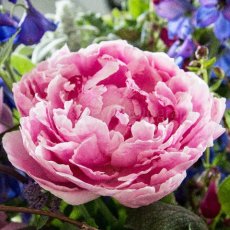 Peony