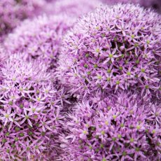 Alliums