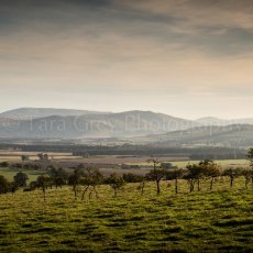 Cheviots