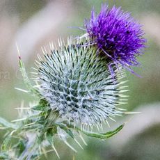 Thistle