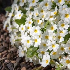 Primulas