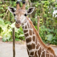Giraffe