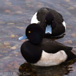 20110105-IMG 0247-Male Tufted Ducks