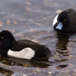 20110105-IMG 0248-Male Tufted Ducks