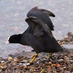 20110105-IMG 0254-Coot
