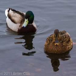 20110105-IMG 0261-Mallards