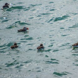 20110710-IMG 2185-Puffins, Inchkeith
