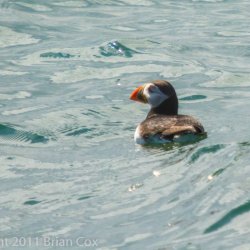 20110710-IMG 2253-Puffin, Inchkeith
