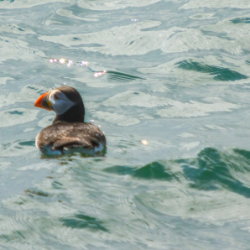 20110710-IMG 2255-Puffin, Inchkeith
