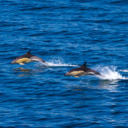 20110713-IMG 2389-Dolphins in Minch