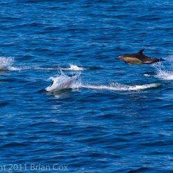 20110713-IMG 2390-Dolphins in Minch