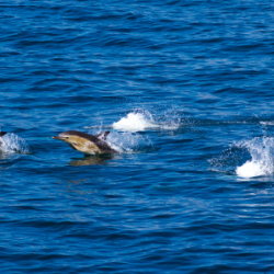 20110713-IMG 2391-Dolphins in Minch