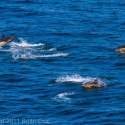 20110713-IMG 2414-Dolphins in Minch