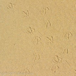 20110716-IMG 2610-Tràigh Mhòr, Tholastaidh, Eilean Leòdhas