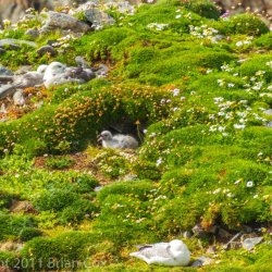 20110716-IMG 2936-Fulmar Chick, Butt of Lewis