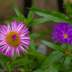 20110725-IMG 3480-Dawyck