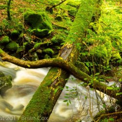 20110917-IMG 3845-Inchewan Burn, Birnam Glen