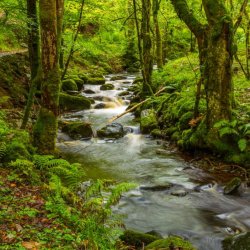20110917-IMG 3871-Inchewan Burn, Birnam Glen